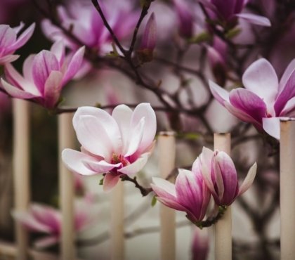 ou planter un magnolia dans le jardin conseils recommandation