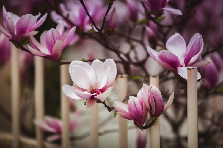ou planter un magnolia dans le jardin conseils recommandation