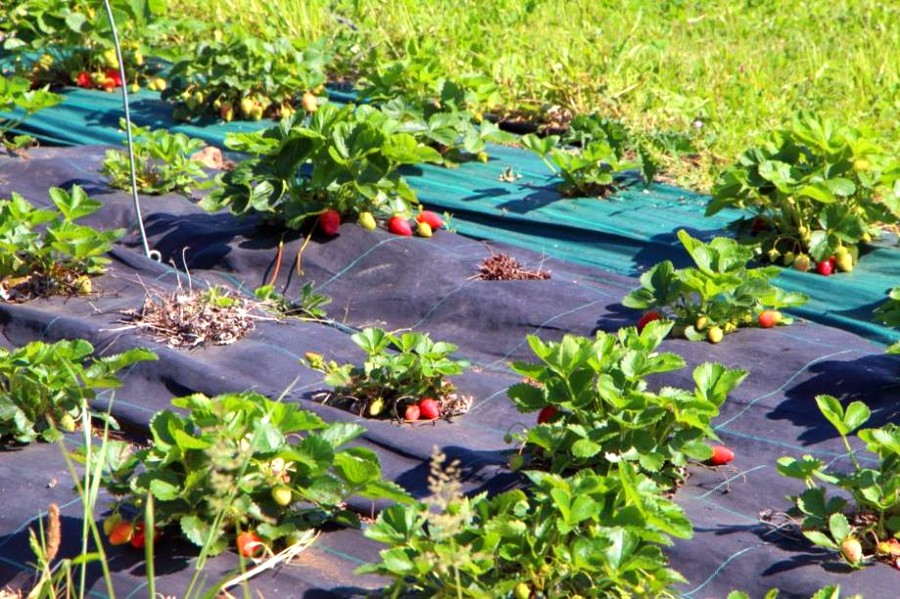 pailler les fraises 2026