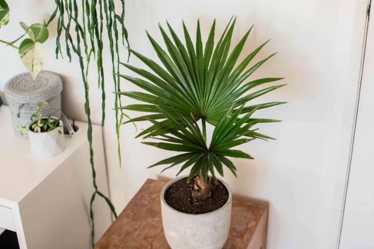 palmier en pout plante qui attire la fortune la chance l'argent plantes porte bonheur