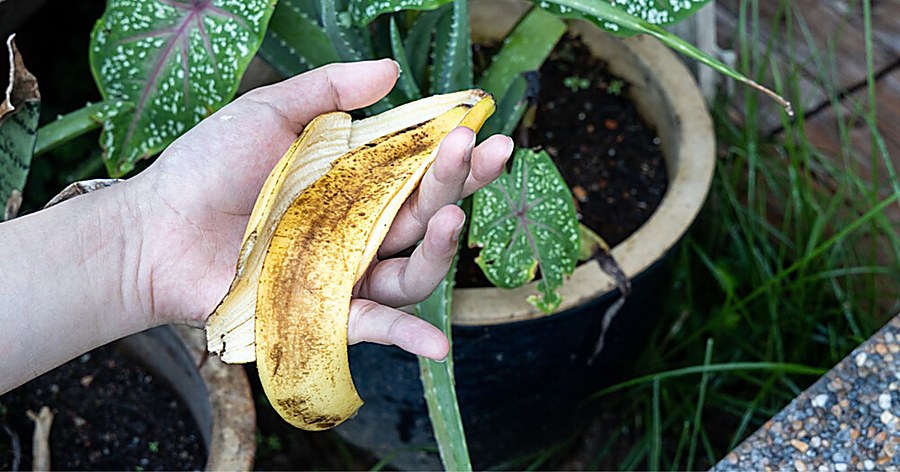 peau de banane engrais pour quelle plante