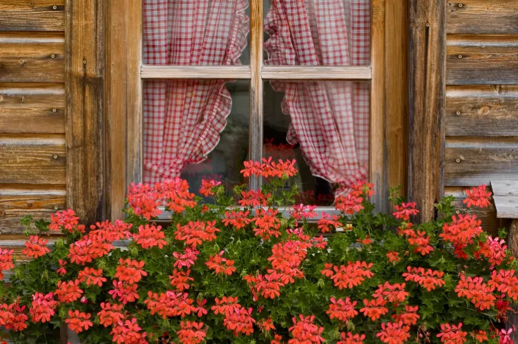 pélargonium rouge devant la fenêtre fiche de culture