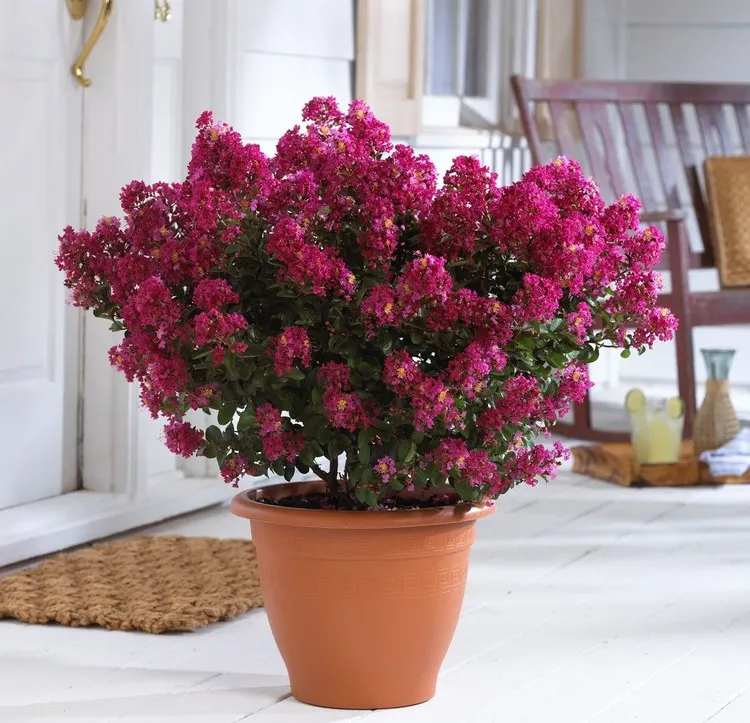 petit arbuste pour balcon fleuri lilas des Indes décoration de balcon