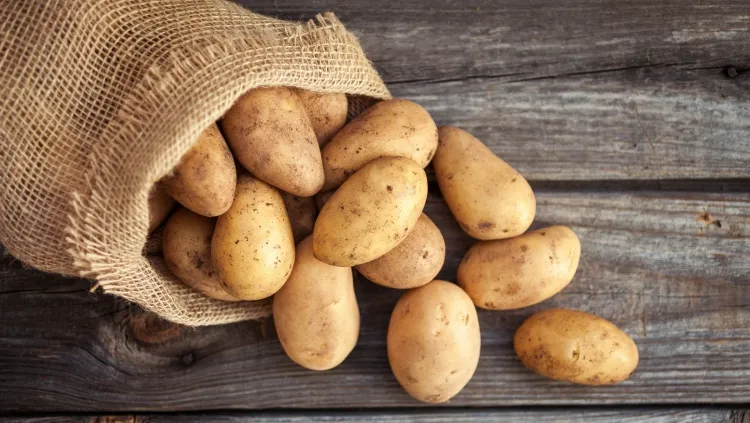 peut on manger des pommes de terre germées potassium important régulation pression artérielle