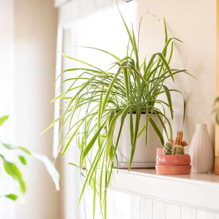 plante araignée plante contre l'humidité murs dans la maison salle de bain