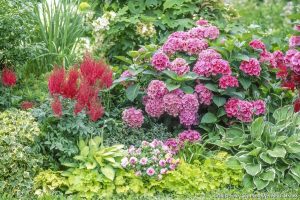 plante ombre