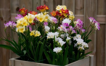 plante parfumee jardin été freesia plantes très odorantes extérieur