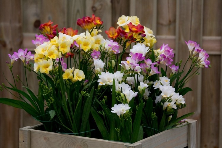 plante parfumee jardin été freesia plantes très odorantes extérieur