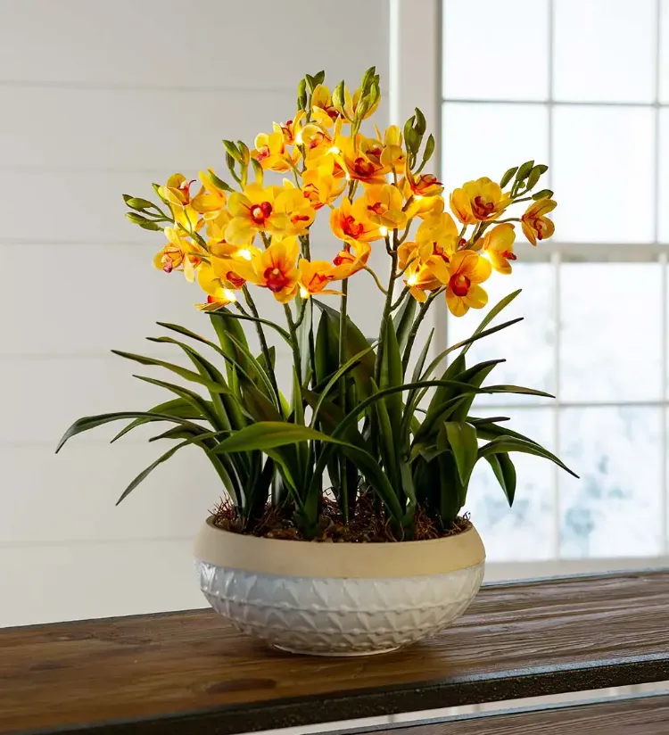 plante porte bonheur orchidée a petites fleurs jaunes