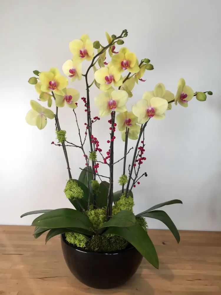 plante porte bonheur orchidée phalaenopsis jaune en pot