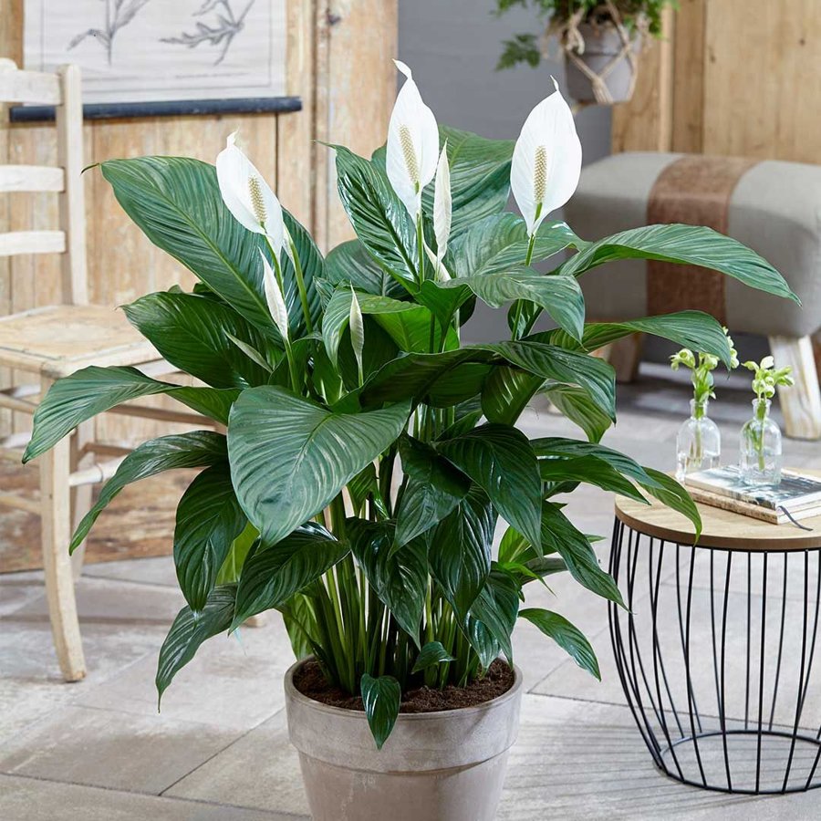 plante pour attirer l'amour