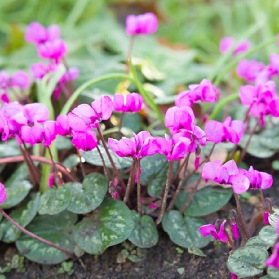 plante qui aime l'ombre extérieur