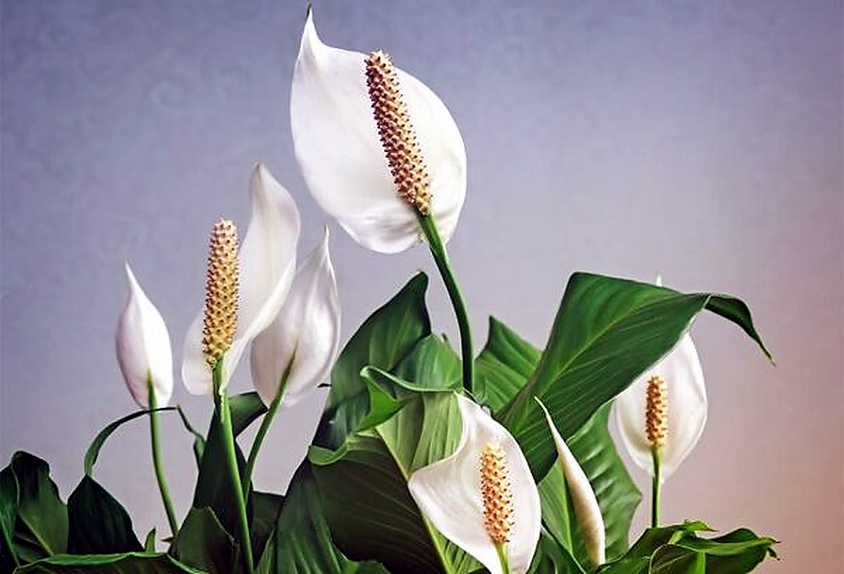 plante qui attire l'amour dans le feng shui