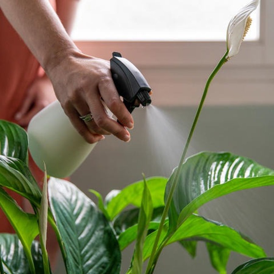 plante qui attire l'amour