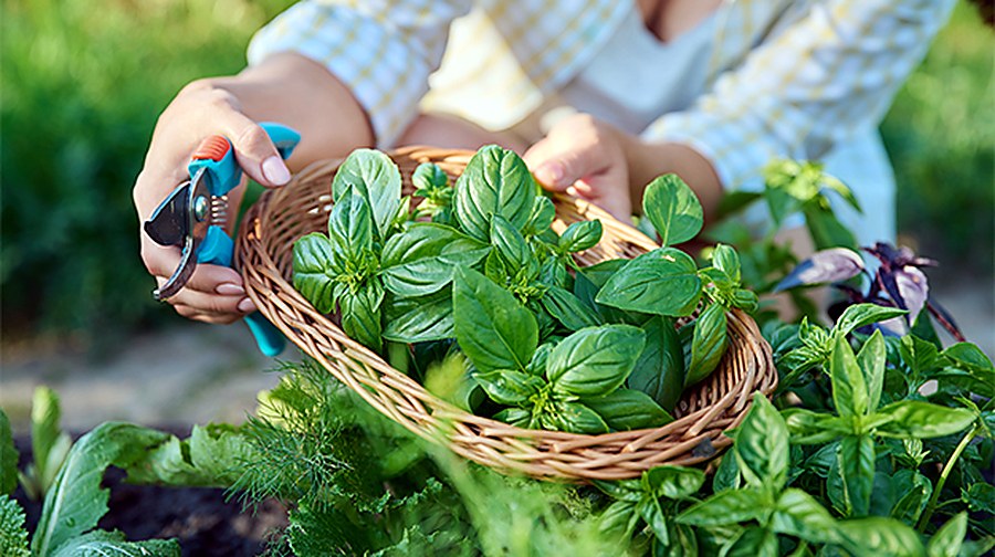 planter basilic en pleine terre