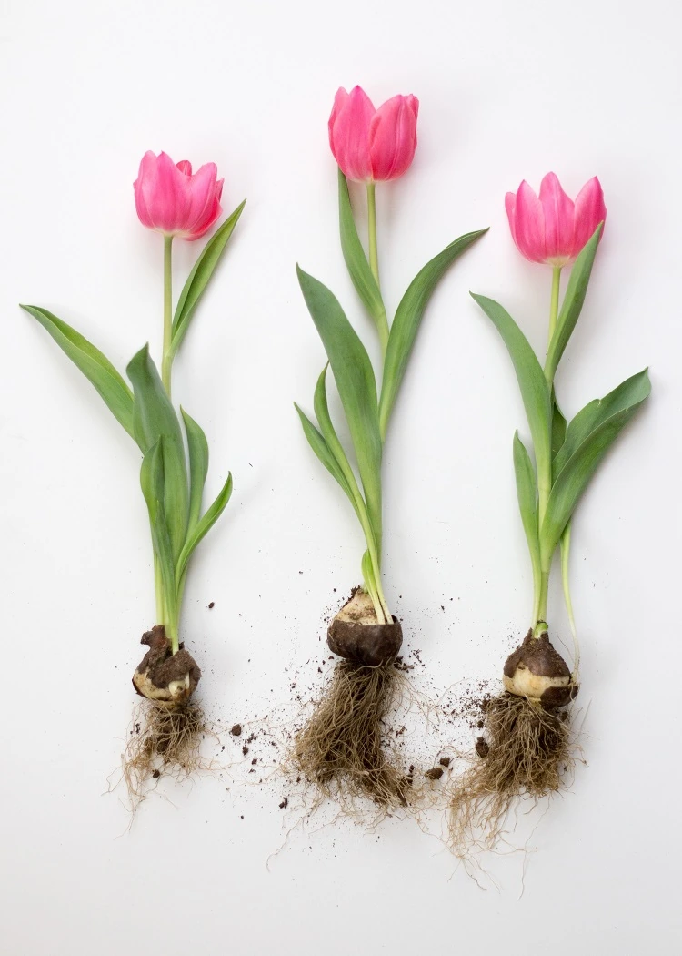 planter bulbe tulipe en pot