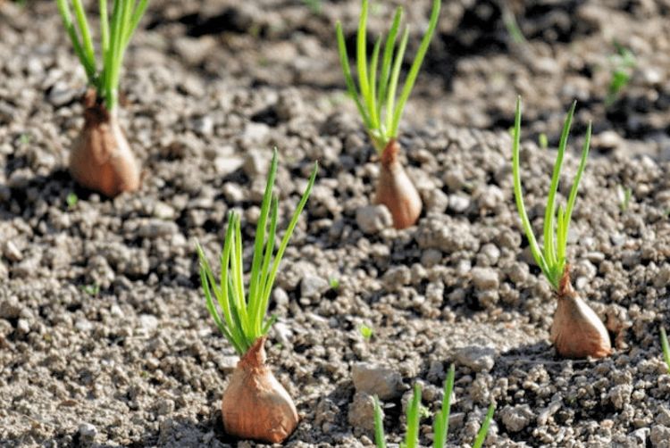 planter des échalotes simplement au printemps 2022