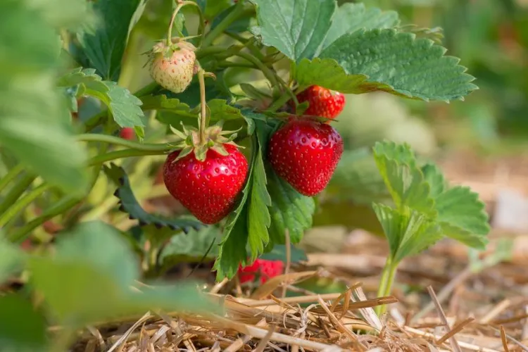 Comment cultiver des fraises