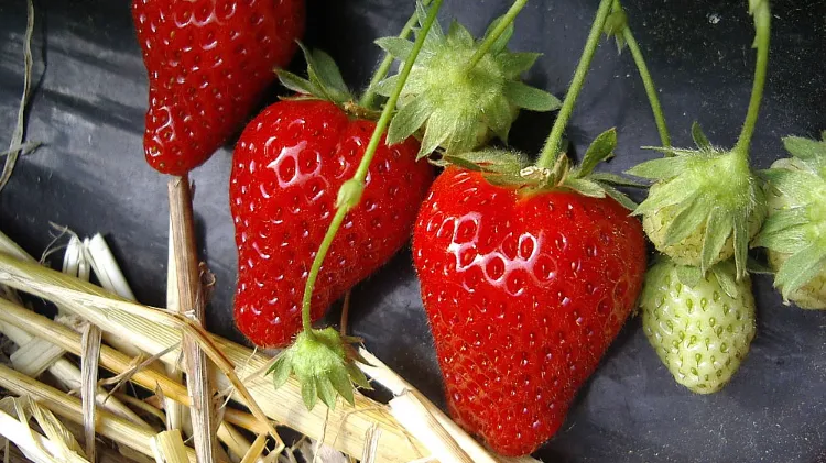 planter des fraisiers 2022