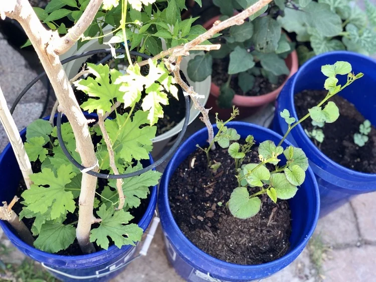 planter des pommes de terre balcon