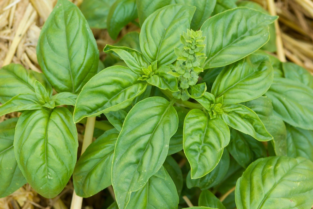 planter du basilic en pleine terre