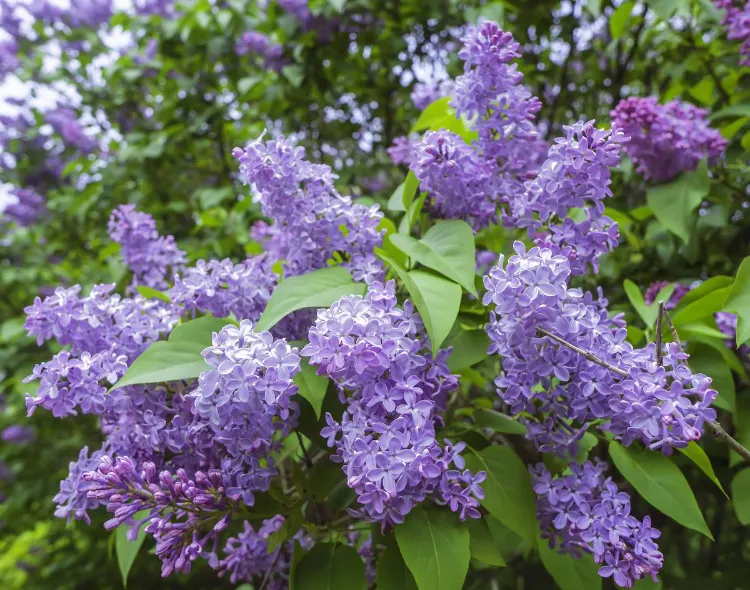 planter du lilas pour un jardin coloré en 2022