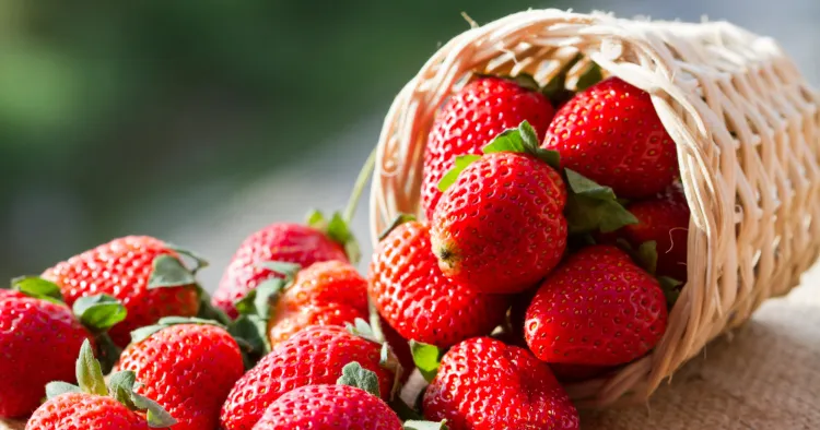 planter et cultiver des fraises au printemps 2022