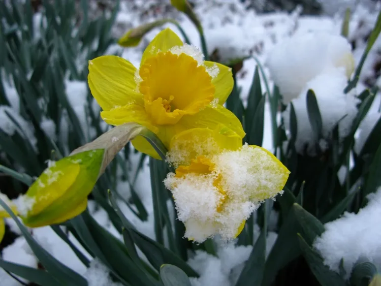 planter les coquelicots protéger premières plantes gel couvertes neige