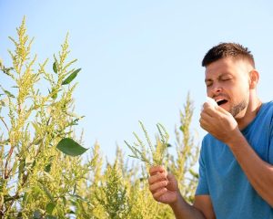 plantes allergisantes liste