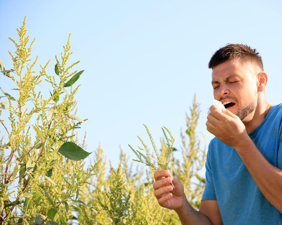 plantes allergisantes liste