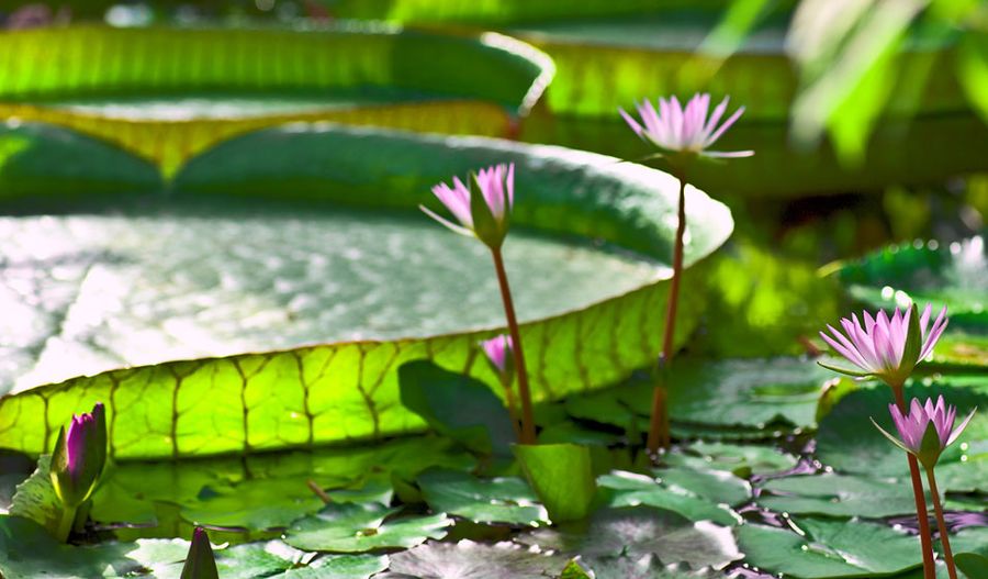 plantes aquatiques pour bassin