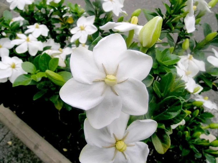 plantes fleurs blanches odorantes jardin été moderne gardenia plante qui parfume le jardin