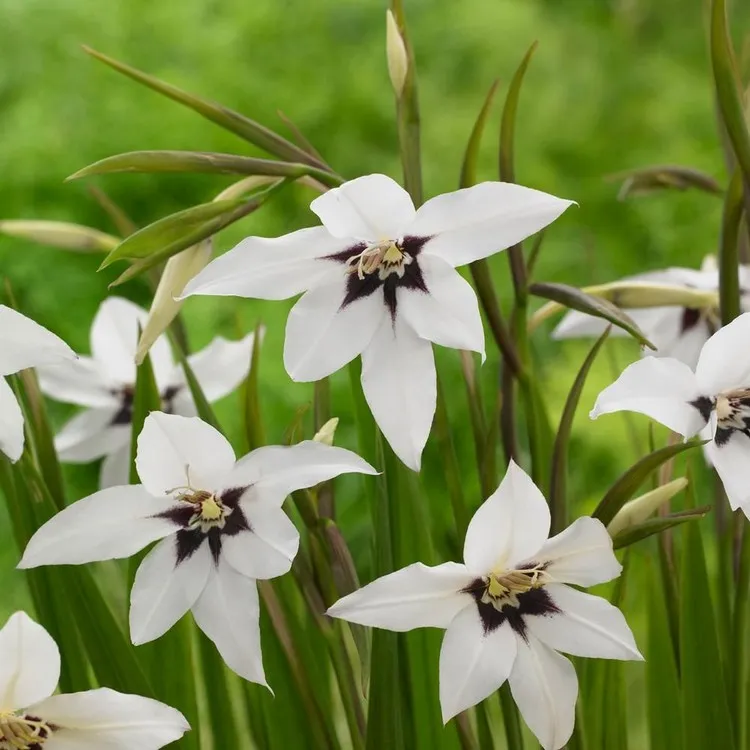 plantes fleurs blanches odorantes pour jardin été glaïeul d'Abyssinie