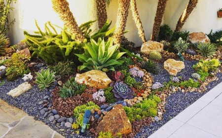 plantes grasses extérieur astuces avoir belles succulentes jardinet de rocaille