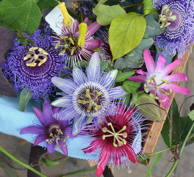 plantes grimpantes à fleurs bleues pour balcon ou terrasse