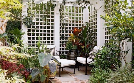 plantes grimpantes extérieur fleurs feuillage persistant balcon mur plein soleil
