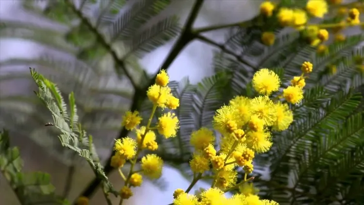 plantes invasives dans le jardin mimosa hiver orne jardins superbes floraisons jaune or janvier