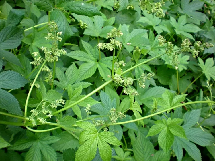 plantes invasives jardin houblon japonais espèce taux reproduction élevé