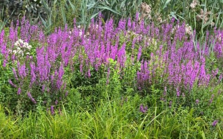 plantes invasives jardin introduire homme besoins alimentation esthétique