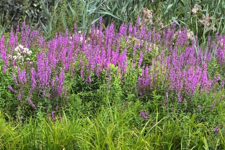 plantes invasives jardin introduire homme besoins alimentation esthétique