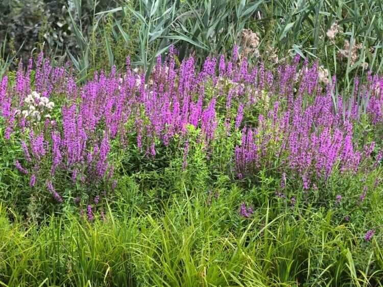 plantes invasives jardin introduire homme besoins alimentation esthétique