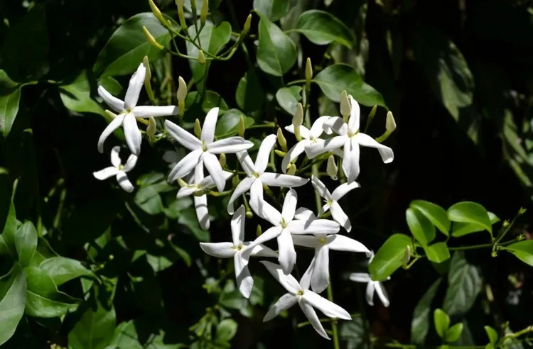 plantes parfumées jasmin fleurs odorantes pour jardin
