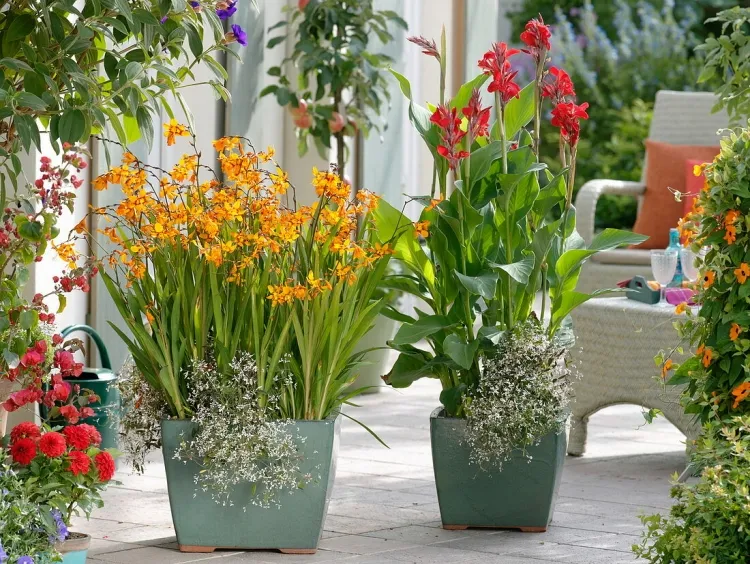 plantes pour balcon plein sud plantes vivaces vigoureuses conservées limites pot récipient