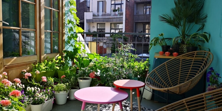 plantes pour le balcon essayer herbes prospérer conditions sèches ensoleillées