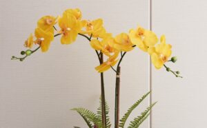 pourquoi acheter une orchidée jaune a fleurs jaunes plante porte bonheur