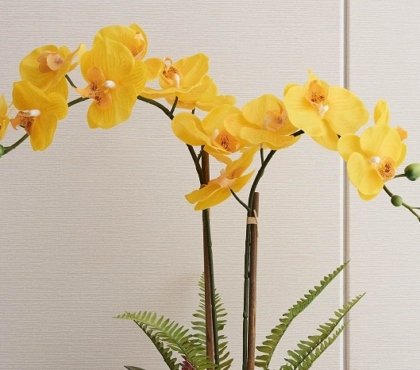 pourquoi acheter une orchidée jaune a fleurs jaunes plante porte bonheur