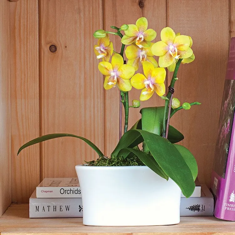 pourquoi avoir une orchidée jaune fleurs rose jaune phalaenopsis à la maison déco feng shui plante porte bonheur
