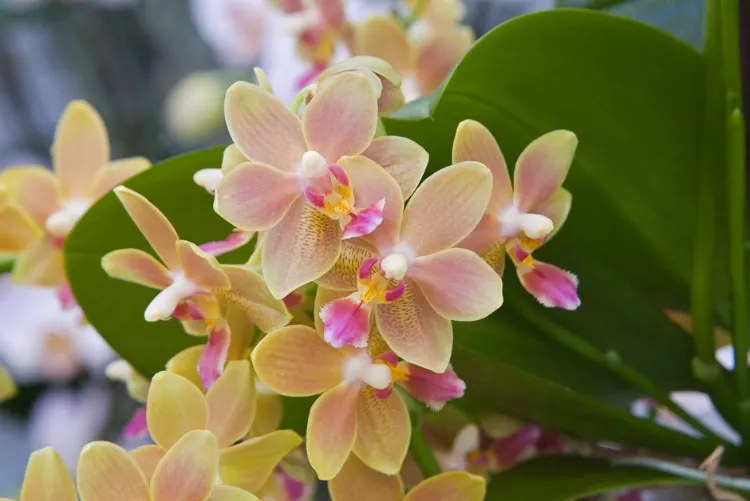 pourquoi avoir une orchidée jaune fleurs rose jaune phalaenopsis plante porte bonheur 2022