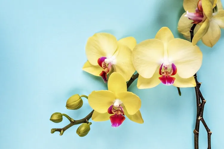 pourquoi avoir une orchidée jaune fleurs rose jaune phalaenopsis plante porte bonheur