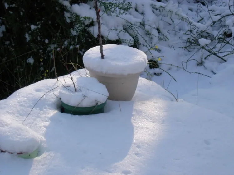 protection des plantes en pot contre le gel